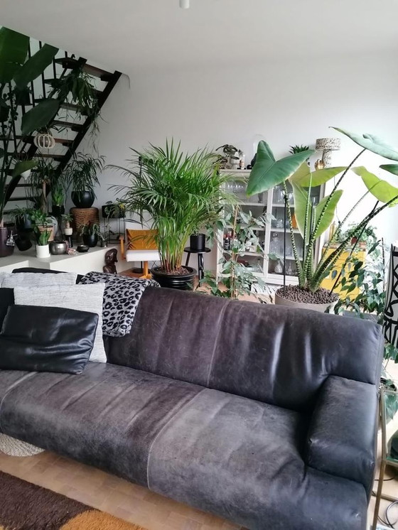 Image 1 of Braunes Ledersofa Enzo Luca