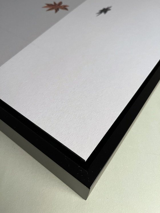 Image 1 of Jeroen Luijt – Sternanis