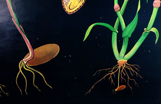 Image 1 of Vintage Schulkarte Roggen botanisches Poster aus den 1960er Jahren