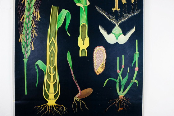Image 1 of Vintage Schulkarte Roggen botanisches Poster aus den 1960er Jahren