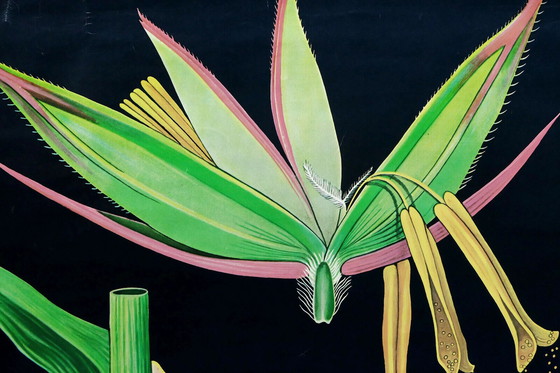 Image 1 of Vintage Schulkarte Roggen botanisches Poster aus den 1960er Jahren