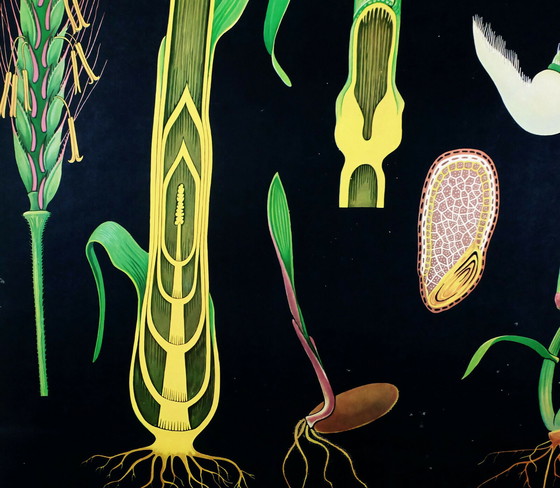 Image 1 of Vintage Schulkarte Roggen botanisches Poster aus den 1960er Jahren