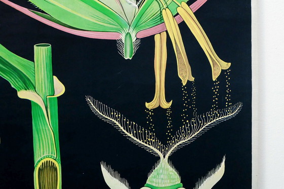 Image 1 of Vintage Schulkarte Roggen botanisches Poster aus den 1960er Jahren