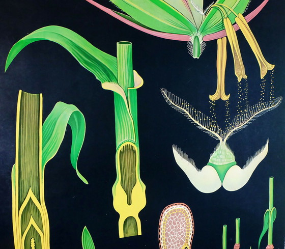 Image 1 of Vintage Schulkarte Roggen botanisches Poster aus den 1960er Jahren