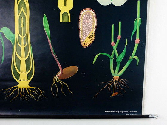 Image 1 of Vintage Schulkarte Roggen botanisches Poster aus den 1960er Jahren