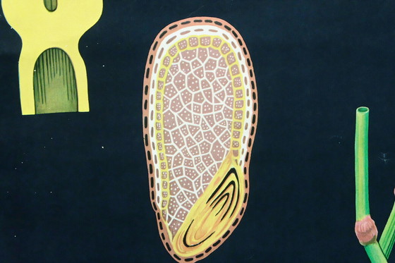 Image 1 of Vintage Schulkarte Roggen botanisches Poster aus den 1960er Jahren