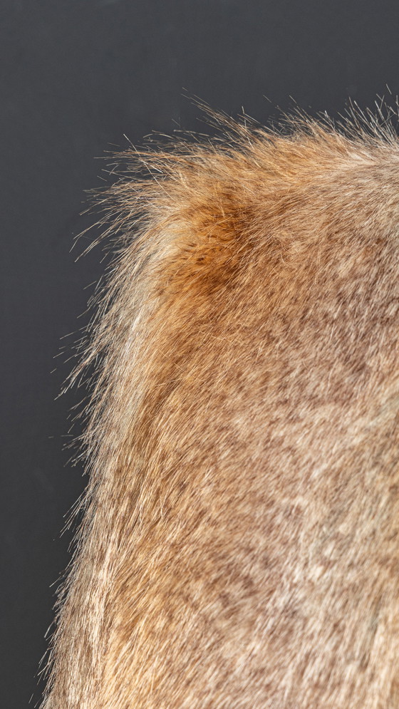 Image 1 of  Einzigartiger Sessel