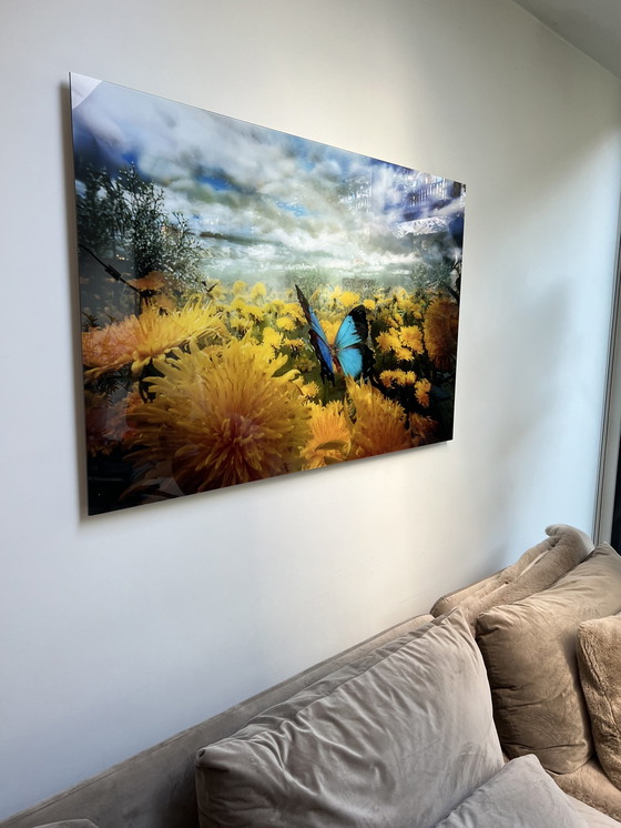 Image 1 of Bethany de Forest - Pferdefliege