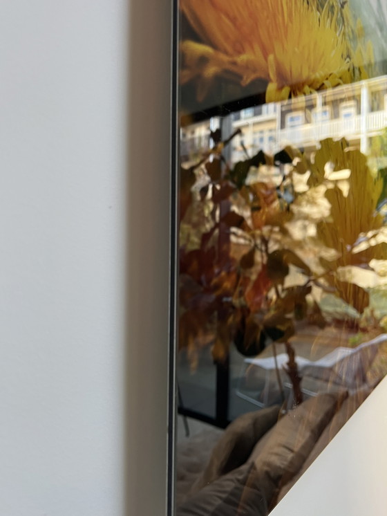 Image 1 of Bethany de Forest - Pferdefliege