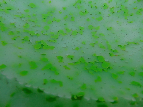 Image 1 of Respeel & van Spaendonck Poly-Poly-Skala