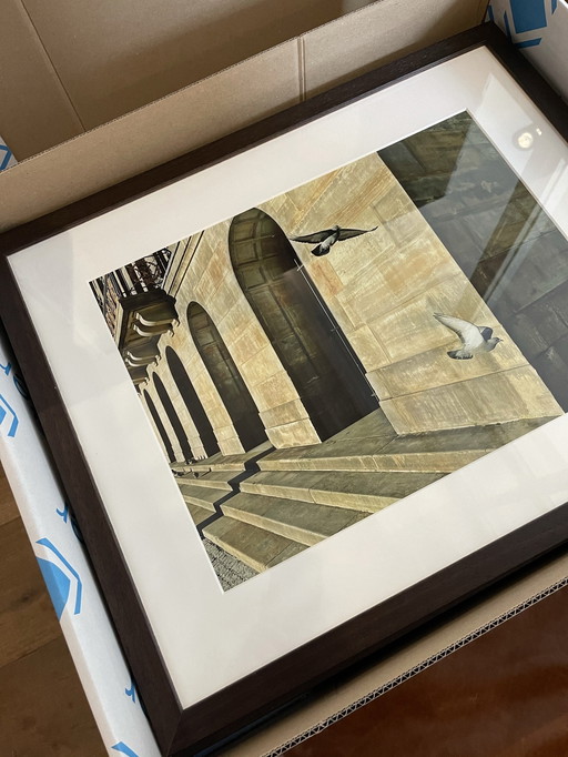 iAnnet - Vögel der Hoffnung